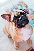 Bulldog on carpet looking into the camera