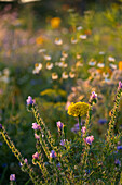 Colourful wildflower meadow in the evening light