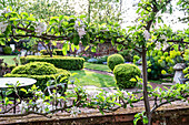 Blossoming apple tree (Malus) with a view of a well-tended garden