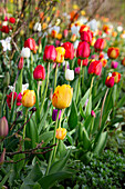 Mixed tulips (Tulipa) in bright colours in spring