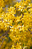 Forsythia (Forsythia) in full bloom - close-up