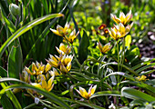 Tulip star (Tulipa tarda) in full bloom in the spring garden
