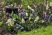 Hyacinths (Hyacinthus) in mixed colours in the spring garden