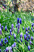 Blue grape hyacinths (Muscari) in spring meadow