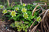 Snow rose with green and white flowers in the spring bed