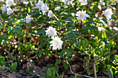 Wood anemone (Anemone nemorosa) in the spring garden