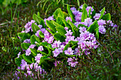 Purple primroses (Primula) in the spring garden