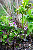 Liverwort (Hepatica) in the spring garden among green leaves