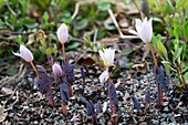 Canadian bloodroot (Sanguinaria canadensis) in the garden bed