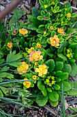 Yellow primroses (Primula) in the spring garden