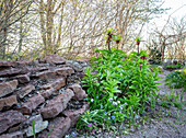 Spring garden with stone slabs and various plants