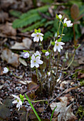 Liverwort (Hepatica) in the spring forest