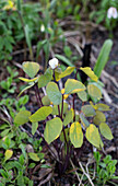 Bloodroot (Sanguinaria canadensis) in the spring garden