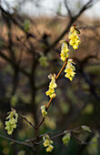Mock hazel (Corylopsis pauciflora) in spring light