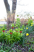 Imperial crowns and daffodils in the spring garden