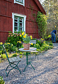Garden with round table and chairs, daffodils (Narcissus) in pots and other spring flowers in front of a red wooden house