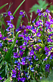 Wild sweet peas (Lathyrus) with purple flowers in the garden