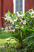 Christmas roses (Helleborus) in the spring garden in front of a red wooden house