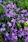 Purple primroses (Primula vulgaris) in full bloom in the spring garden