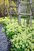 Spring bed with yellow primroses (Primula veris) in the garden
