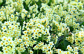 Cowslips (Primula veris) in the spring garden