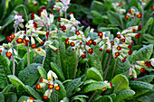 Cowslips (Primula veris) in the spring garden
