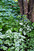 Shady part of the garden with Caucasian forget-me-not (Brunnera macrophylla) and tree trunk