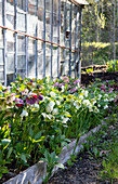 Christmas roses (Helleborus) in full bloom next to a greenhouse in the garden