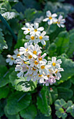 Primroses (Primula) in the spring garden