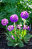 Globular primroses (Primula denticulata) in full bloom in the garden