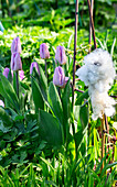 Purple tulips (Tulipa) in the spring garden bed