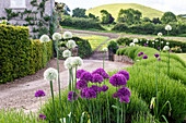 Purple and white ornamental leeks in bloom along the garden driveway in spring