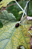 Large maple leaf with alder seeds (close-up)