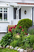 Vorgarten mit blühenden roten Pfingstrosen und Lavendel vor weißem Holzhaus