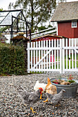 Chickens on a gravelled area in front of a white wooden fence in a country garden