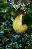 Ripe pear (Pyrus) on a tree after the rain