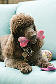 Brown poodle on a light blue sofa with handmade felt dog bone