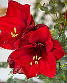Dunkelrote Amaryllis (Hippeastrum) in Vase mit Eukalyptuszweigen