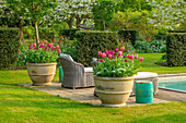 Rattan-Sonnenliegen und Tulpen (Tulipa) im Frühlingsgarten am Pool