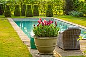 Rattansessel und Tulpen (Tulipa) am Pool im Frühlingsgarten
