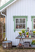 Spring garden decoration with daffodils and birdhouses in front of a white wooden house