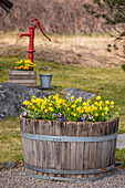 Wooden barrel with daffodils (Narcissus) and pansies in the garden