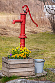 Wooden box with spring flowers next to red water pump in the garden