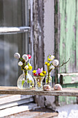 Spring flowers in glass vases and snail shells on an old wooden beam