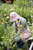 Female person cutting marigolds (calendula) in the garden