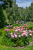 Lush, pink and white peonies in a spacious garden