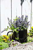 Creeping groundsel (Ajuga reptans)