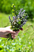 Bunch of freshly harvested flowering wild garlic