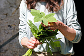 Woman with freshly picked goutweed