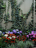 Begonias, agapanthus and hydrangeas thrive in the rum garden